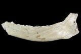 Bargain, Irish Elk Jaw Section - Pleistocene, Germany #123481-1